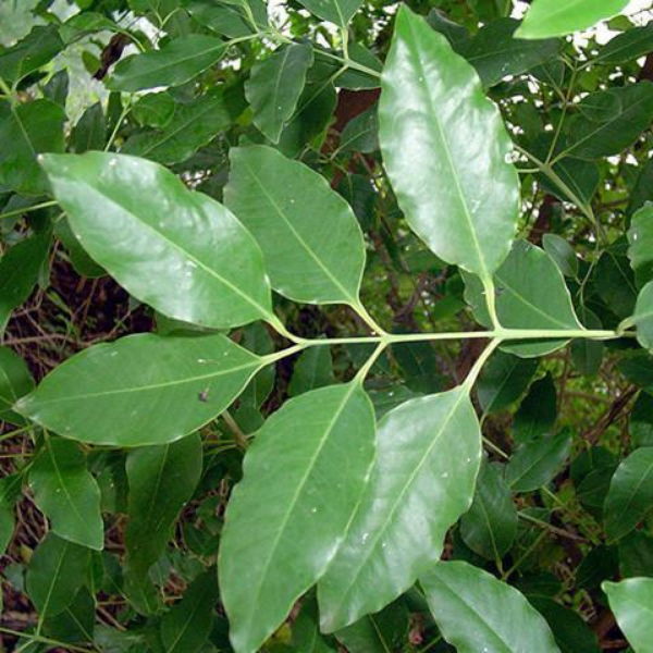 Australian Sandalwood