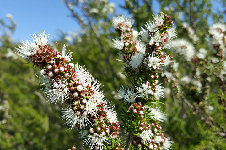 Tasmanian Kunzea