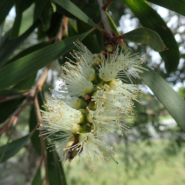 Australian Nerolina