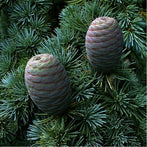 Cedarwood