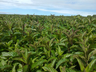 Australian Peppermint (Mentha piperita) — ingredient used in Zea natural wellness products