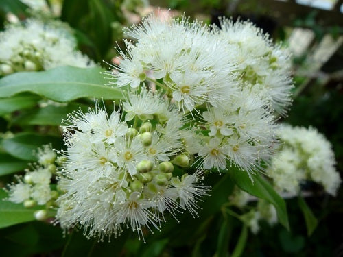 Australian Lemon Myrtle