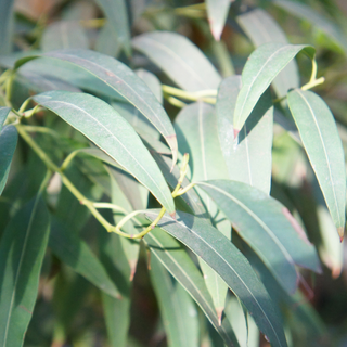 Peppermint Gum (Eucalyptus dives) — ingredient used in Zea natural wellness products