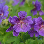 Rose Geranium