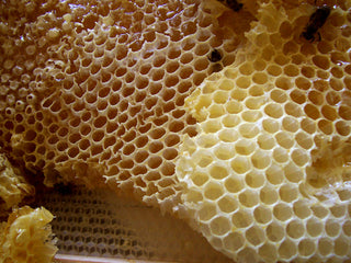 Beeswax (Cera alba) — ingredient used in Zea natural wellness products