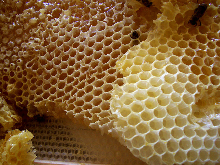 Beeswax (Cera alba) — ingredient used in Zea natural wellness products