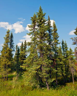 Black Spruce (Picea mariana) — ingredient used in Zea natural wellness products
