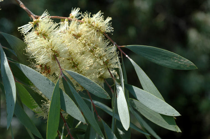 Cajeput (Melaleuca cajuputi) — ingredient used in Zea natural wellness products