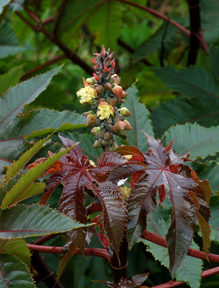 Castor Oil (Ricinus communis) — ingredient used in Zea natural wellness products