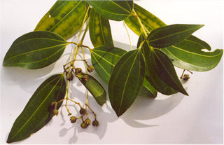 Cinnamon Bark (Cinnamomum verum) — ingredient used in Zea natural wellness products