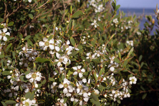 Coastal Tea Tree (Leptospermum laevigatum) — ingredient used in Zea natural wellness products