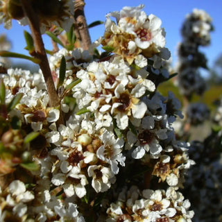 Fragonia (Agonis fragrans) — ingredient used in Zea natural wellness products