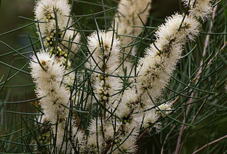 Honey Myrtle (Melaleuca teretifolia) — ingredient used in Zea natural wellness products
