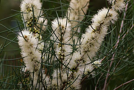 Honey Myrtle (Melaleuca teretifolia) — ingredient used in Zea natural wellness products