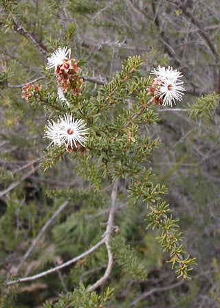 Kunzea Leaves (Kunzea ambigua (leaf)) — ingredient used in Zea natural wellness products