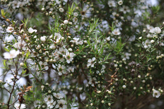 Manuka (Leptospermum scoparium) — ingredient used in Zea natural wellness products