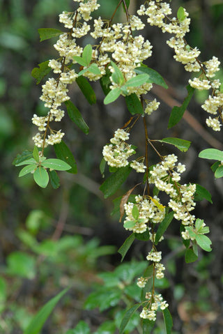 May Chang (Litsea cubeba) — ingredient used in Zea natural wellness products
