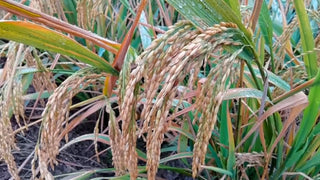 Rice Bran Oil (Oryza sativa) — ingredient used in Zea natural wellness products