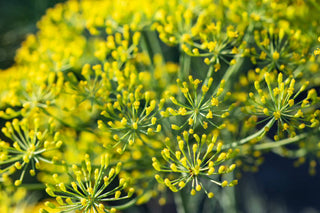 Tasmanian Sweet Fennel (Foeniculum vulgare dulce) — ingredient used in Zea natural wellness products