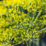 Tasmanian Sweet Fennel