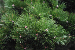 Scotch Pine (Pinus sylvestris) — ingredient used in Zea natural wellness products