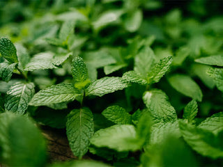 Australian Spearmint (Mentha spicata) — ingredient used in Zea natural wellness products