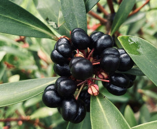 Tasmanian Pepperberry (Tasmannia lanceolata (fruit)) — ingredient used in Zea natural wellness products