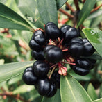 Tasmanian Pepperberry