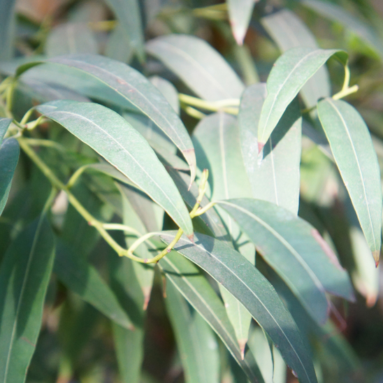 Peppermint Gum Eucalyptus Essential Oil